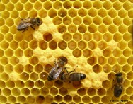 La reina solo iniciará sus huevos dentro de la colmena cuando hay un ciclo completo, es decir, una secuencia de castas de abejas La reina solo iniciará sus huevos dentro de la colmena cuando hay un ciclo completo, es decir, una secuencia de castas de abejas