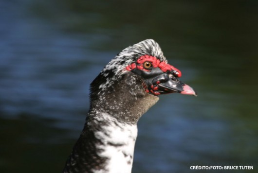 Criação de patos: alimentação, reprodução, postura e instalações. Criação de patos: alimentação, reprodução, postura e instalações.