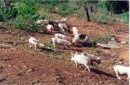 O suíno melhora a terra, adubando e removendo o solo, inserindo adubo em camadas mais profundas e restituindo, com as suas dejeções, elementos de valor para a sua fertilidade O suíno melhora a terra, adubando e removendo o solo, inserindo adubo em camadas mais profundas e restituindo, com as suas dejeções, elementos de valor para a sua fertilidade