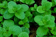 Deve-se ter bastante cuidado com as plantas colhidas frequentemente. Deve-se ter bastante cuidado com as plantas colhidas frequentemente.