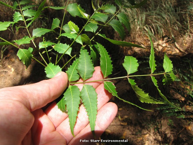 O Nim não perde as folhas, a não ser em condições extremamente secas. Foto: Starr Environmental