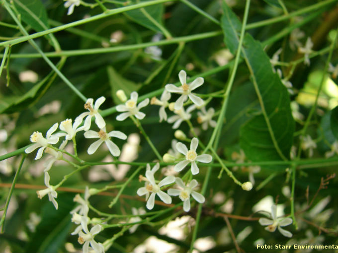 O Nim tem flores hermafroditas, permitindo que árvores solitárias possam produzir frutos. Foto: Starr Environmental