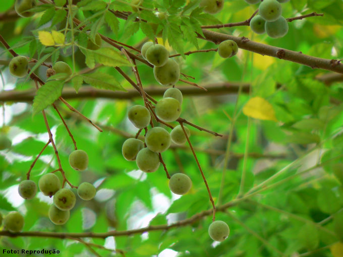A floração do Nim se inicia em dezembro e janeiro, observando-se os primeiros frutos a partir de fevereiro. Foto: Reprodução
