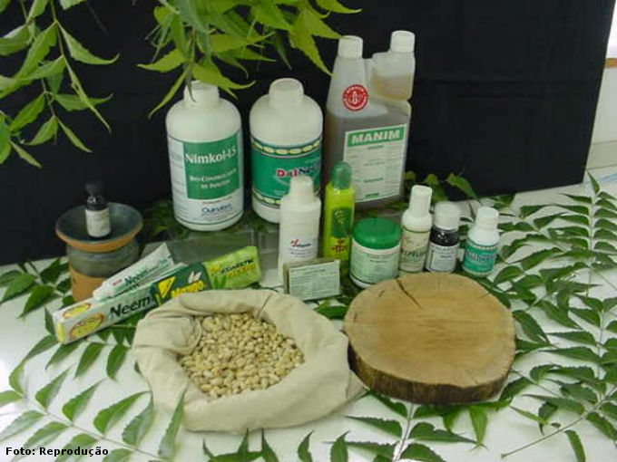 O Nim é uma planta largamente utilizada como matéria-prima para a composição de vários produtos. Foto: Reprodução