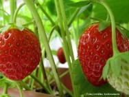 Não é necessário substituir as matrizes básicas de morango todos os anos, a não ser que ocorram problemas de contaminação por doenças Não é necessário substituir as matrizes básicas de morango todos os anos, a não ser que ocorram problemas de contaminação por doenças