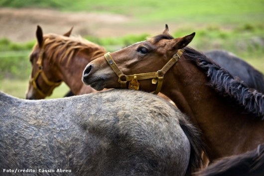 Reprodução de cavalos - como a detectar éguas no cio