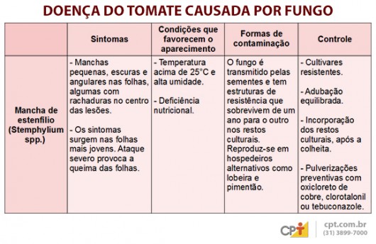 Indústrias de processamento exigem tomates livres de pragas e doenças