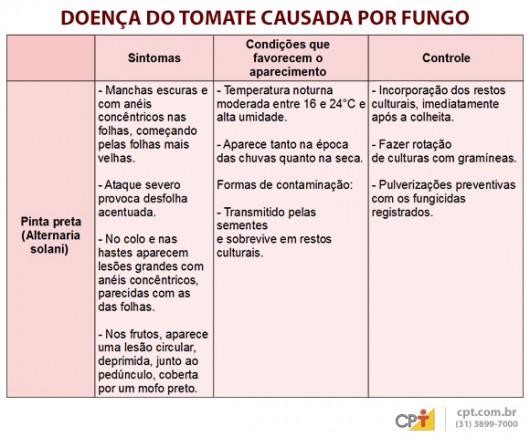 Indústrias de processamento exigem tomates livres de pragas e doenças