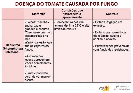 Indústrias de processamento exigem tomates livres de pragas e doenças