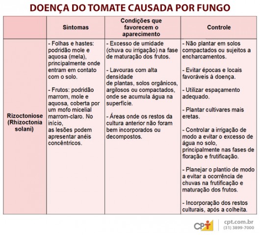 Indústrias de processamento exigem tomates livres de pragas e doenças