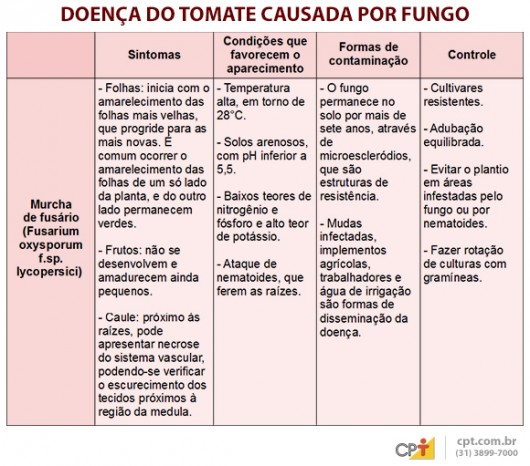 Indústrias de processamento exigem tomates livres de pragas e doenças