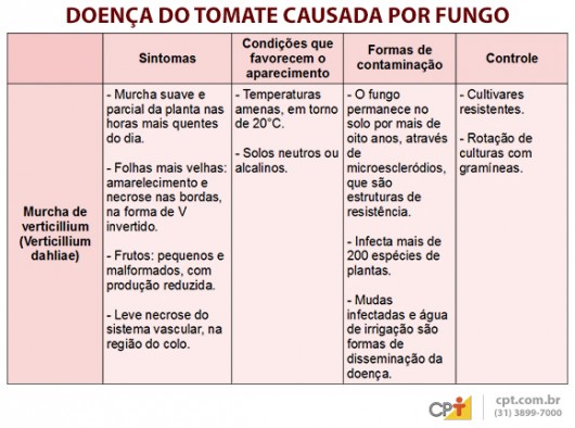 Indústrias de processamento exigem tomates livres de pragas e doenças Indústrias de processamento exigem tomates livres de pragas e doenças