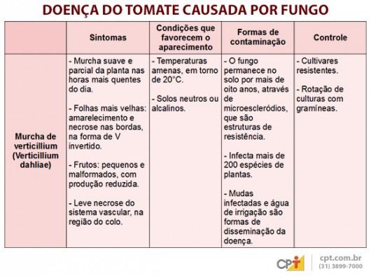 Indústrias de processamento exigem tomates livres de pragas e doenças