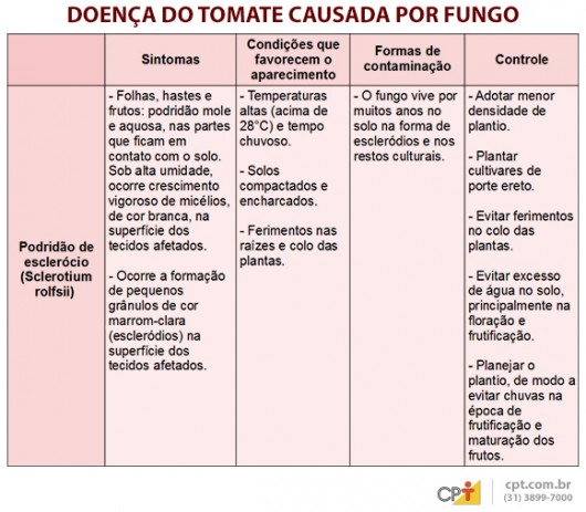 Indústrias de processamento exigem tomates livres de pragas e doenças