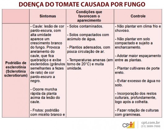 Indústrias de processamento exigem tomates livres de pragas e doenças