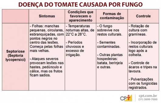 Indústrias de processamento exigem tomates livres de pragas e doenças Indústrias de processamento exigem tomates livres de pragas e doenças