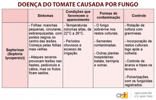 Indústrias de processamento exigem tomates livres de pragas e doenças