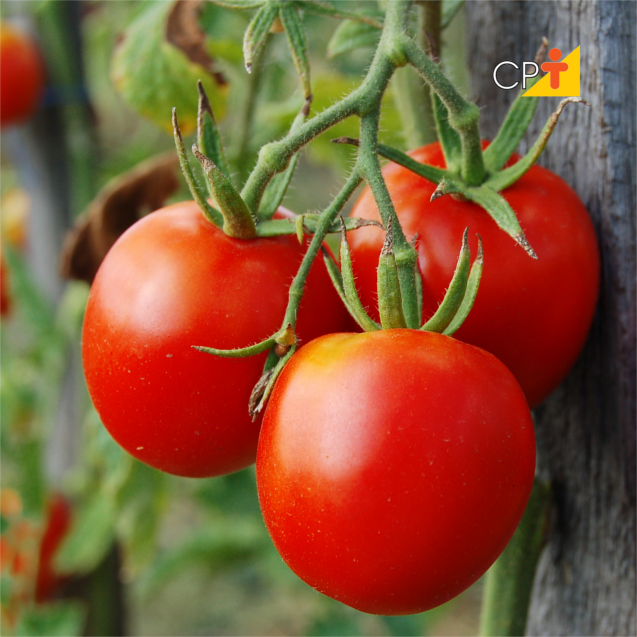 processamento de tomate