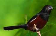 O curió é uma ave silvestre nativa do Brasil.