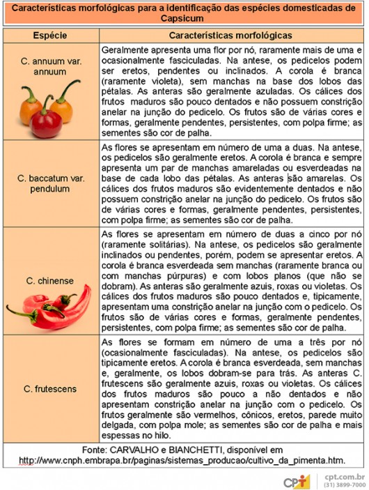 Pimentas domésticas - saiba tudo sobre a botânica do gênero Capsicum Pimentas domésticas - saiba tudo sobre a botânica do gênero Capsicum