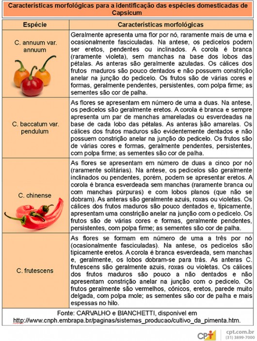 Pimentas domésticas - saiba tudo sobre a botânica do gênero Capsicum