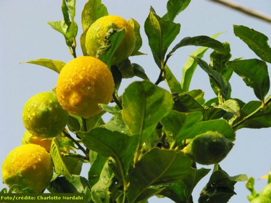 Limão Taiti - adubação, calagem, aplicação de micronutrientes, irrigação e análise foliar Limão Taiti - adubação, calagem, aplicação de micronutrientes, irrigação e análise foliar