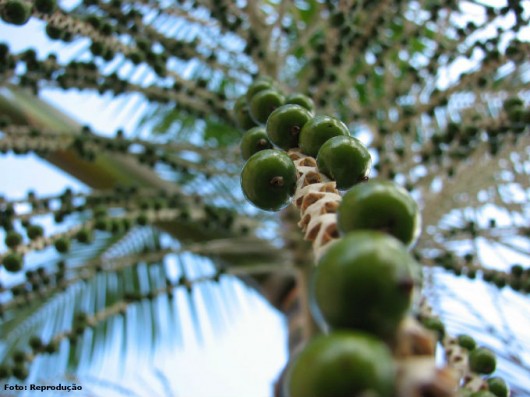 Açaí - variedades, forma de cultivo e produção das mudas do palmito