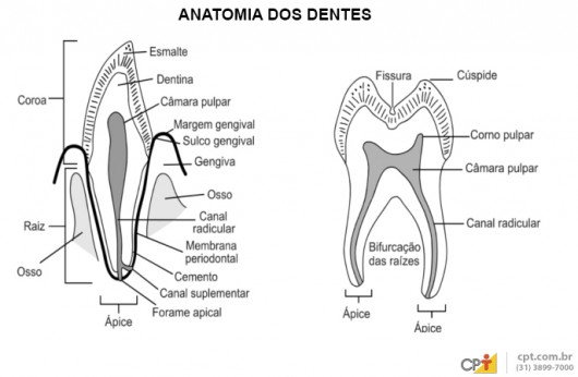 Auxiliar de Dentista - cavidade oral humana e dentições