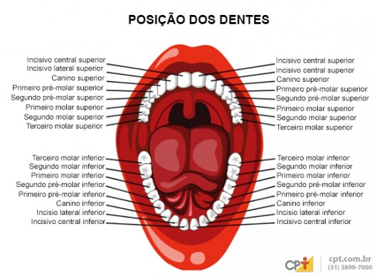 Auxiliar de Dentista - cavidade oral humana e dentições