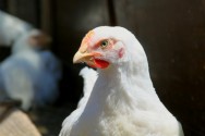 A evolução genética das galinhas poedeiras permitiu uma produção de 320 ovos no primeiro ciclo de postura A evolução genética das galinhas poedeiras permitiu uma produção de 320 ovos no primeiro ciclo de postura