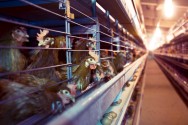 As poedeiras da raça Leghorn branca dão origem aos ovos com casca branca, já as aves das raças Rhodes Island Red, New Hampshire e Leghorn vermelha originam ovos de casca marrom As poedeiras da raça Leghorn branca dão origem aos ovos com casca branca, já as aves das raças Rhodes Island Red, New Hampshire e Leghorn vermelha originam ovos de casca marrom
