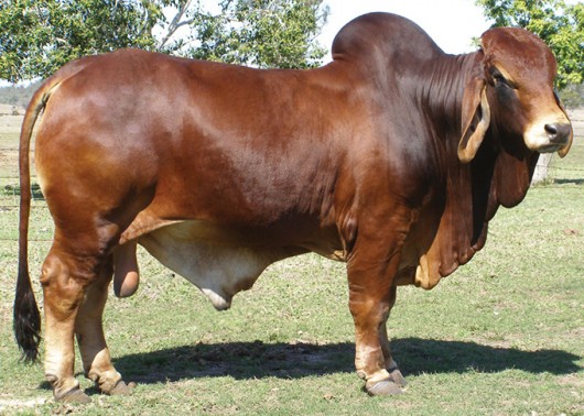 Zebuínos no Brasil - raça Brahman. Foto: Reprodução