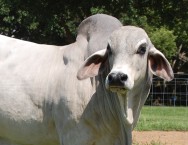 Devido a sua própria constituição, o Brahman é raça talhada para os cruzamentos objetivando o melhoramento dos animais destinados ao abate Devido a sua própria constituição, o Brahman é raça talhada para os cruzamentos objetivando o melhoramento dos animais destinados ao abate