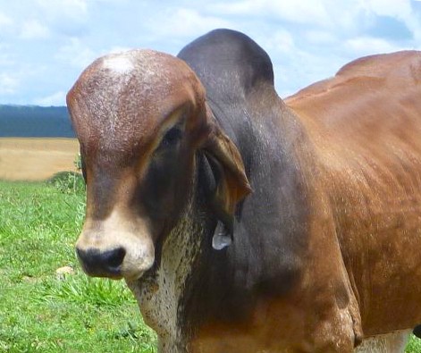 Zebuínos no Brasil - raça Gir e Gir Mocho. Foto: Reprodução Zebuínos no Brasil - raça Gir e Gir Mocho. Foto: Reprodução