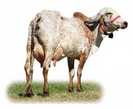 A intensidade das manchas podem variar na intensidade até se tornar vermelho total. Foto: Reprodução A intensidade das manchas podem variar na intensidade até se tornar vermelho total. Foto: Reprodução