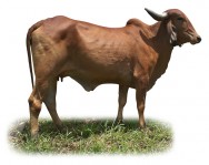 por ser um gado manso, leiteiro e de bom rendimento de corte, praticamente todos os países tropicais têm interesse na raça Gir. Foto: Reprodução por ser um gado manso, leiteiro e de bom rendimento de corte, praticamente todos os países tropicais têm interesse na raça Gir. Foto: Reprodução