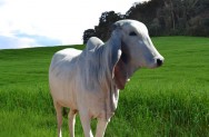 O indubrasil é um animal dócil, rústico e de dupla aptidão, ou seja, carne e leite. Foto: Reprodução O indubrasil é um animal dócil, rústico e de dupla aptidão, ou seja, carne e leite. Foto: Reprodução