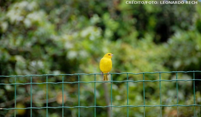 A fêmea do canário-da-terra pode botar até seis ovos por ninhada, que são chocados por 13 dias.