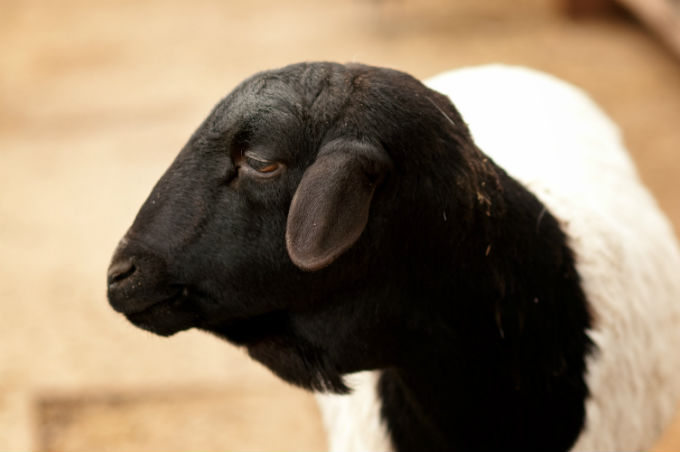 Um primeiro fator a considerar, quando analisamos a influência genética sobre a qualidade da carne de ovinos produzida, é a raça do animal.