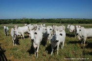 Desde 1955, o Nelore nunca mais parou de aumentar seu efetivo e hoje predomina na maior parte do território pecuário nacional Desde 1955, o Nelore nunca mais parou de aumentar seu efetivo e hoje predomina na maior parte do território pecuário nacional