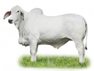 A raça de Zebu Tabapuã possui dupla aptidão, ou seja, apresenta boa produção de carne e leite. Foto: Reprodução A raça de Zebu Tabapuã possui dupla aptidão, ou seja, apresenta boa produção de carne e leite. Foto: Reprodução