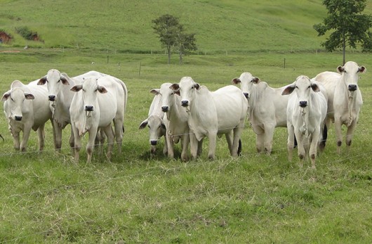 Zebu - uma história de sucesso