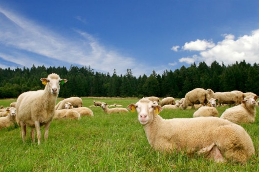 Melhoramento genético de ovinos: rebanhos de elite, multiplicadores e comerciais Melhoramento genético de ovinos: rebanhos de elite, multiplicadores e comerciais