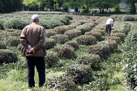 Agronegócio - planejamento estratégico de propriedades rurais Agronegócio - planejamento estratégico de propriedades rurais