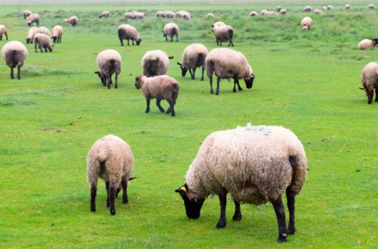 Melhoramento genético de ovinos: introdução de animais superiores e biotecnologia de produção Melhoramento genético de ovinos: introdução de animais superiores e biotecnologia de produção