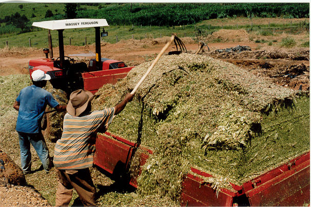 São muitos os alimentos volumosos e concentrados que podem ser usados na criação de ovinos.