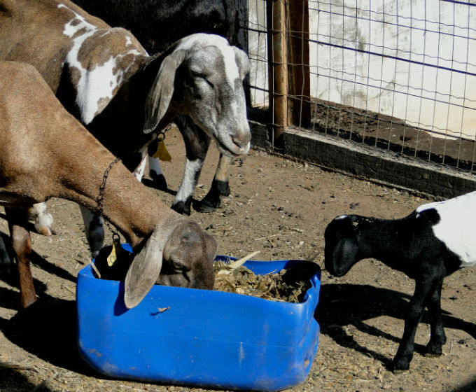 Para reduzir os gastos com a alimentação dos ovinos, o ovinocultor poderá oferecer aos animais bagaço de frutas.