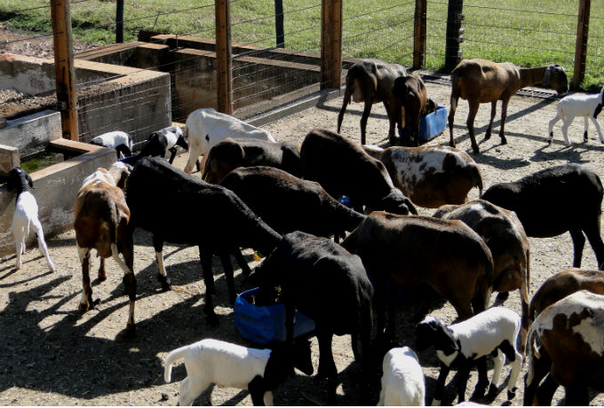 Na dieta dos ovinos, é imprescindível fornecer ao animal quantias adequadas de matéria seca e proteína bruta para o seu pleno desenvolvimento.