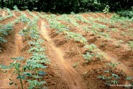 A mandioca é cultivada em todos os estados brasileiros e quando comparada a outros cultivos, apresenta uma série de vantagens A mandioca é cultivada em todos os estados brasileiros e quando comparada a outros cultivos, apresenta uma série de vantagens