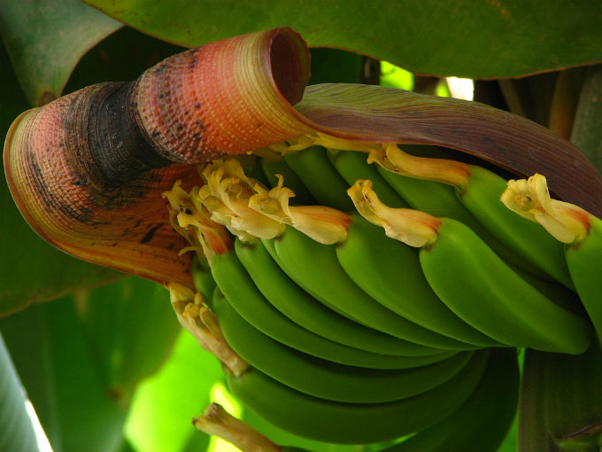 As bananas híbridas são resultantes do cruzamento de espécies diferentes. Foto/crédito: Ani Carrington